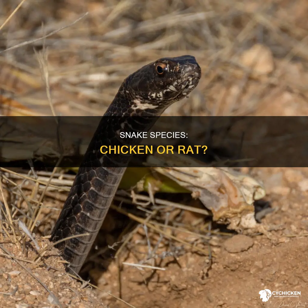 is a chicken snake and rat snake the same