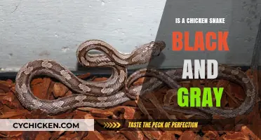 Identifying Chicken Snakes: Are They Black and Gray?