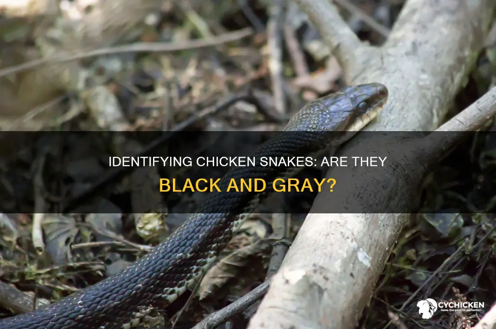 is a chicken snake black and gray