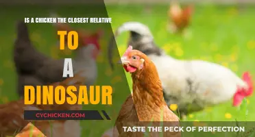 Chicken or Dinosaur: Who's the Closest Relative?