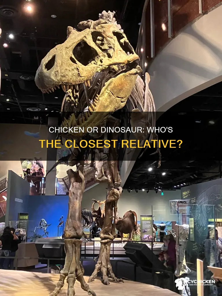 is a chicken the closest relative to a dinosaur