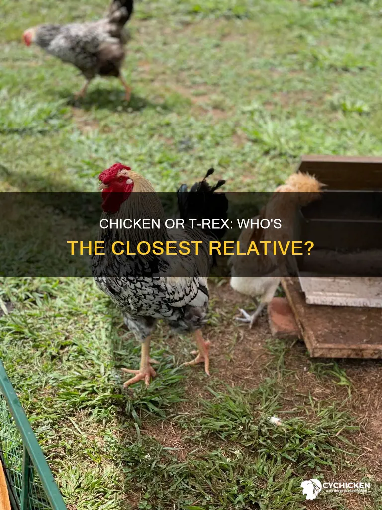 is a chicken the closest relative to a t rex