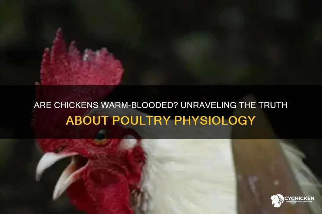 is a chicken warm blooded or cold blooded