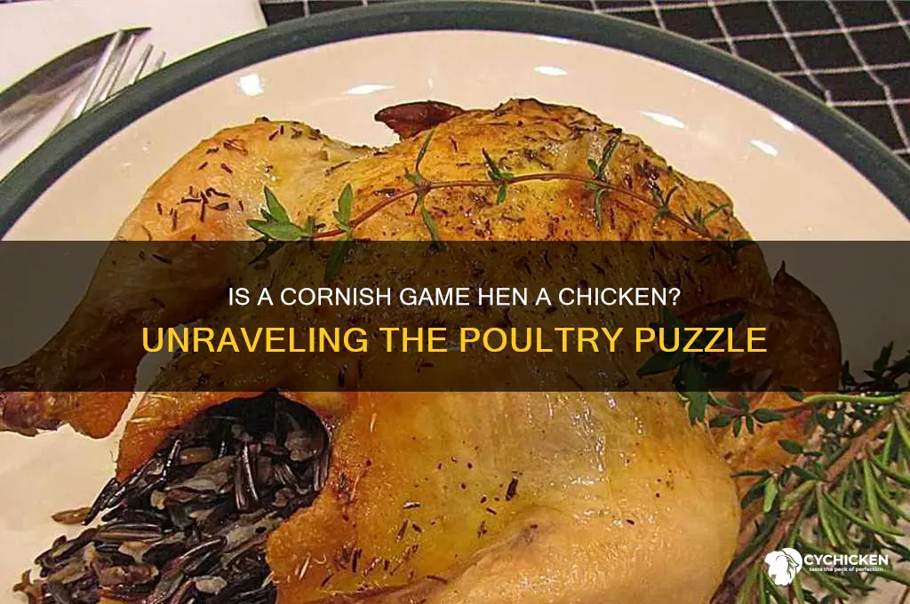 is a cornish game hen a chicken