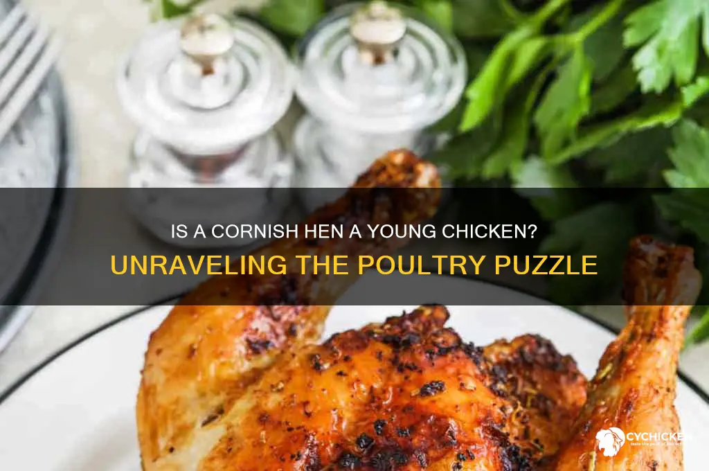 is a cornish hen a young chicken