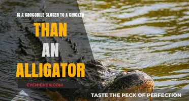 Crocodiles, Chickens, and Alligators: Who's Closer to Whom?
