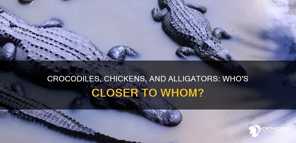 is a crocodile closer to a chicken than an alligator