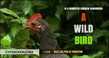 Are Domestic Chickens Wild Birds? Exploring Their Classification and Origins