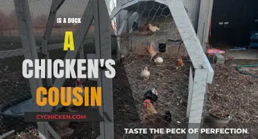 Are Ducks and Chickens Related? Unraveling the Poultry Family Tree