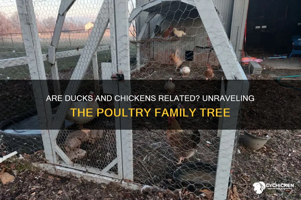 is a duck a chicken