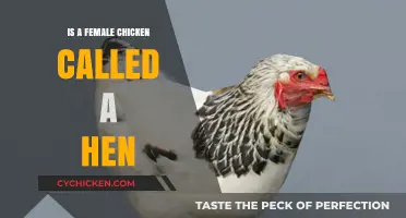 Are Female Chickens Called Hens? Unraveling Poultry Terminology