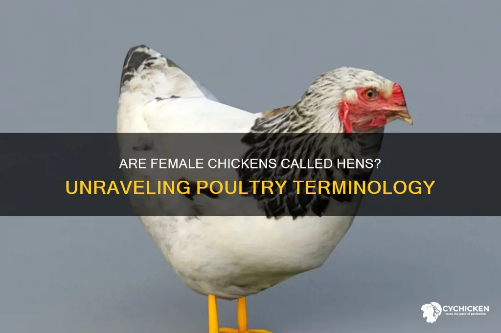 is a female chicken called a hen