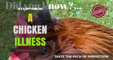 Is a Floppy Comb a Sign of Chicken Illness? Find Out