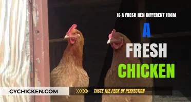 Fresh Hen or Chicken: What's the Real Difference?