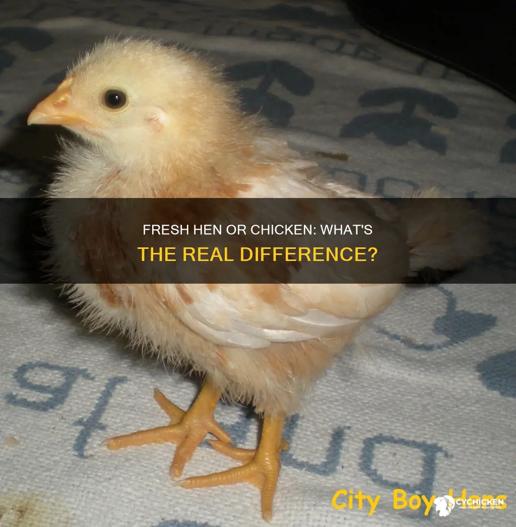 is a fresh hen different from a fresh chicken