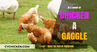 Are Chickens Gathered in a Gaggle? Unraveling Poultry Group Names