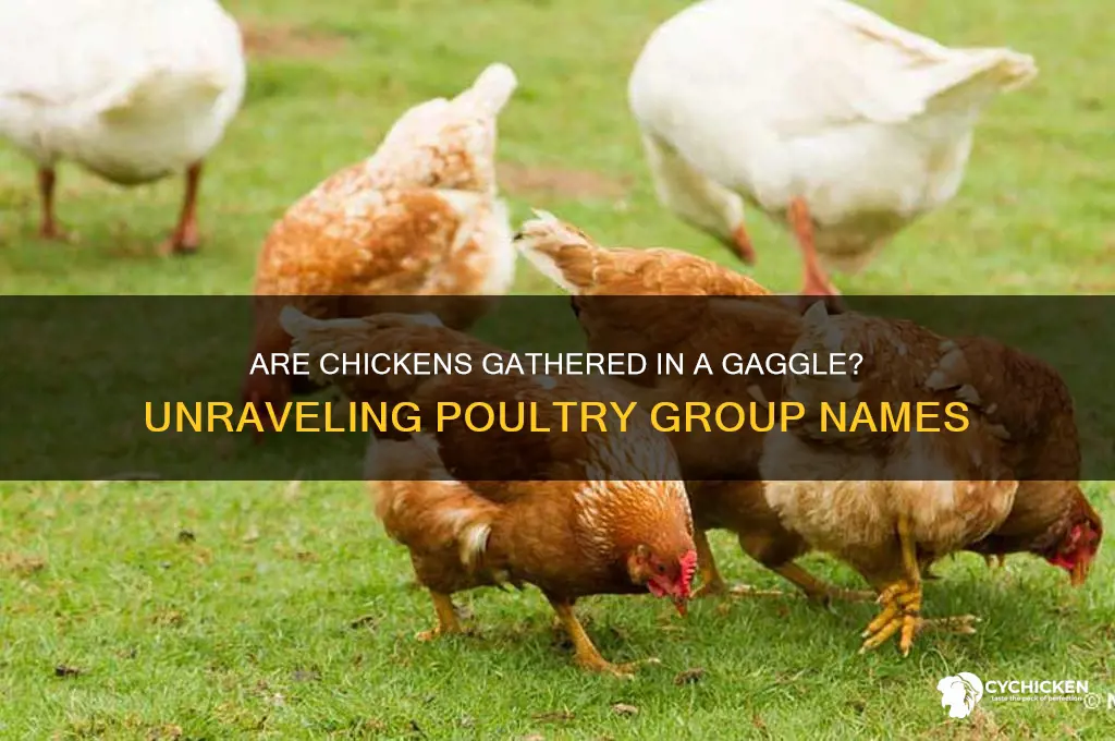 is a group of chicken a gaggle
