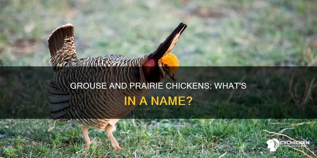 is a grouse and a prairie chicken the same thing