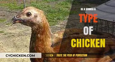 Guinea vs. Chicken: Unraveling the Myth of Their Relationship