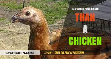 Guinea Fowl vs. Chicken: Size Comparison and Key Differences