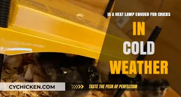 Heat Lamps: Do Chicks Need More in Cold Weather?