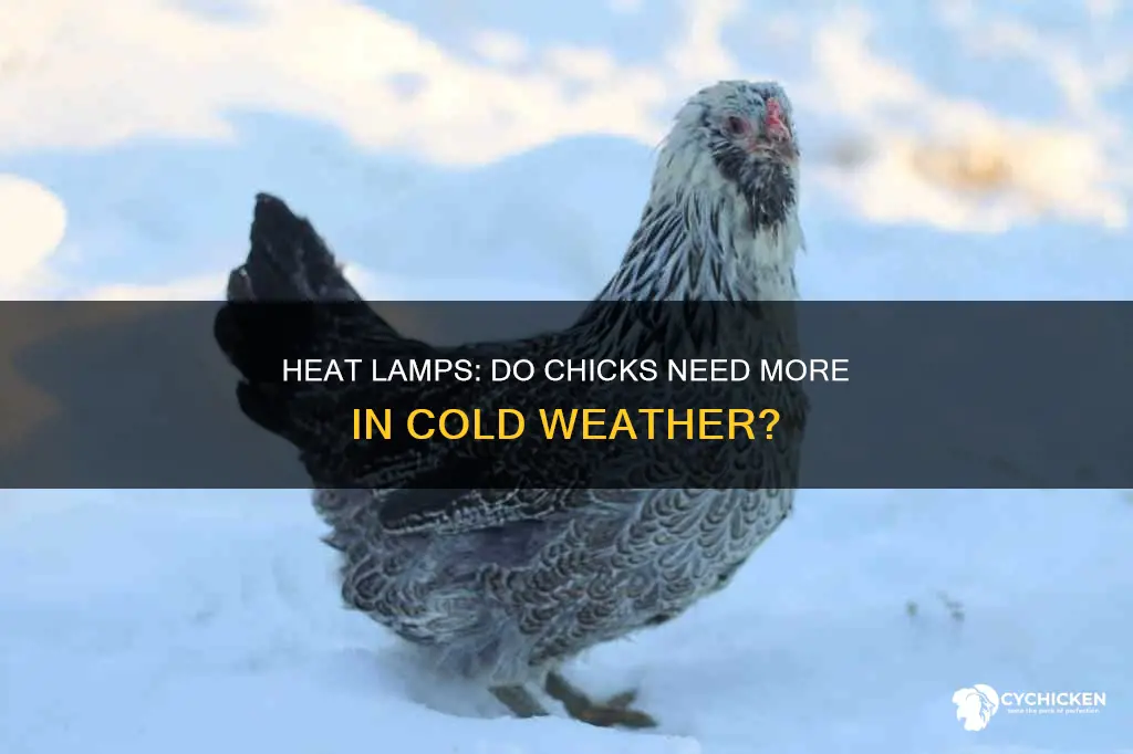 is a heat lamp enough for chicks in cold weather