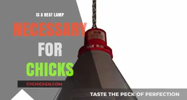 Do Chicks Really Need a Heat Lamp? Essential Care Tips