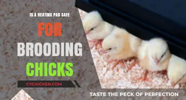 Heating Pads for Brooding Chicks: Safety Tips and Best Practices