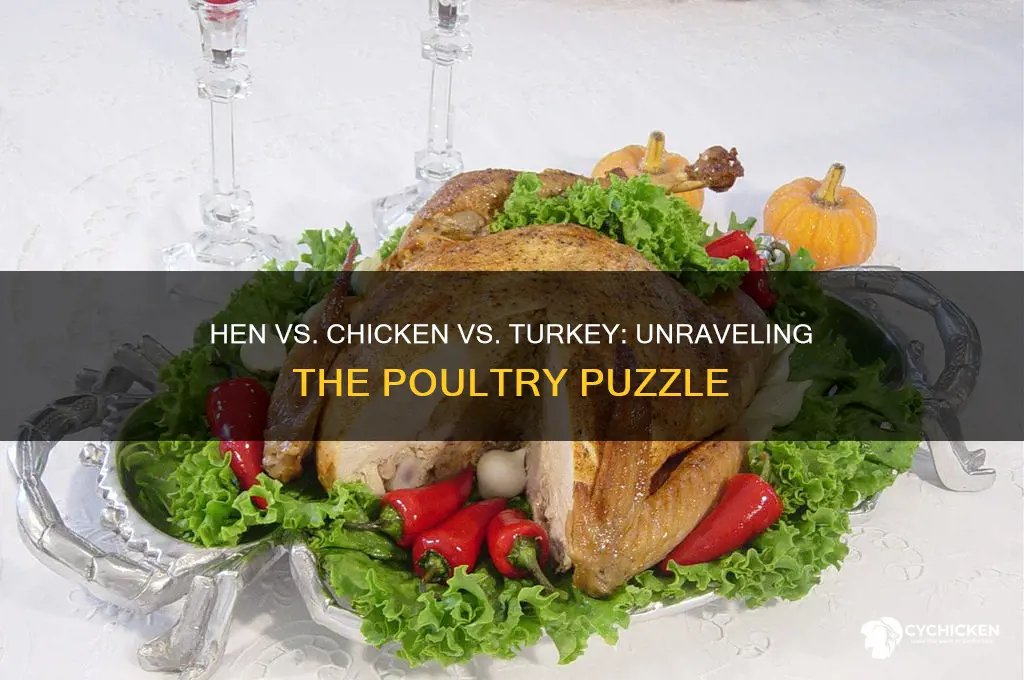 is a hen a chicken or turkey