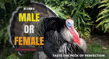 Understanding Hens: Are They Male or Female? A Quick Guide