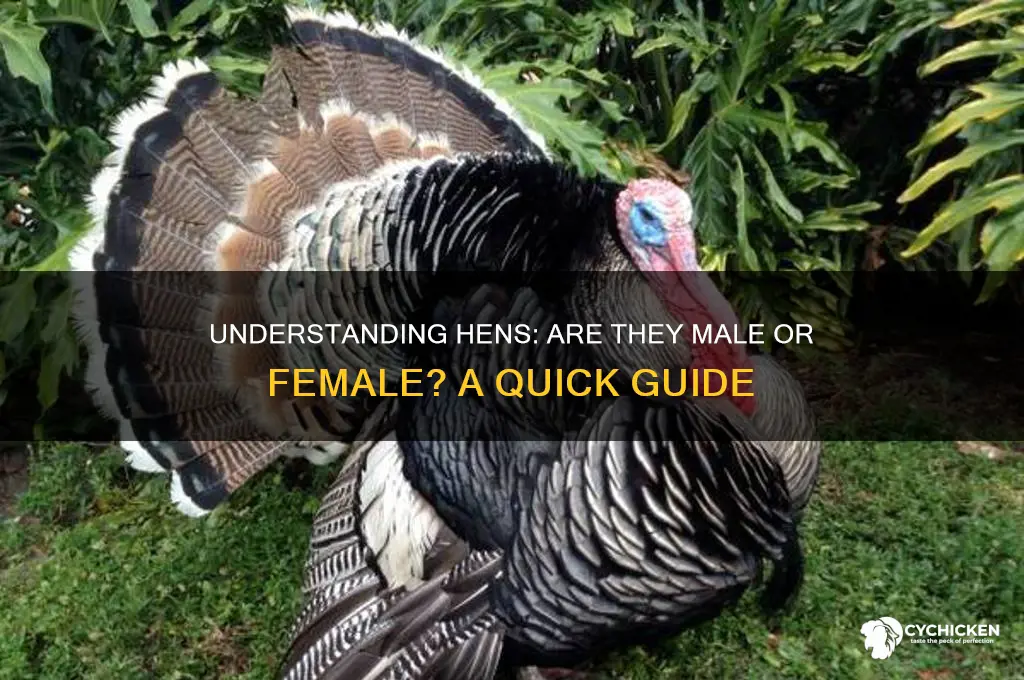 is a hen a male or female