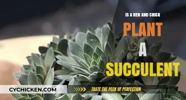 Is a Hen and Chick Plant a Succulent? Unveiling the Truth