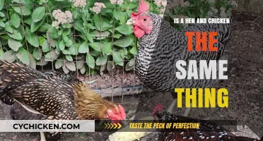 Are Hens and Chickens the Same? Unraveling Poultry Terminology