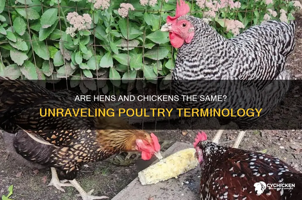 is a hen and chicken the same thing