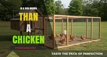 Are Hens Larger Than Chickens? Unraveling Poultry Size Myths