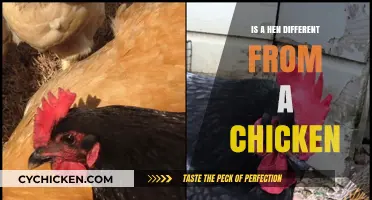 Hen vs. Chicken: Unraveling the Poultry Puzzle and Key Differences