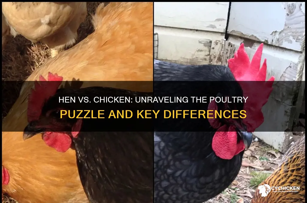 is a hen different from a chicken