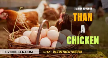 Are Hens Tougher Than Chickens? Unraveling the Poultry Strength Debate