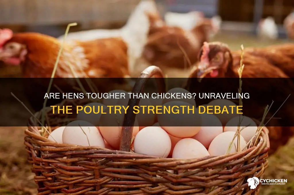 is a hen tougher than a chicken