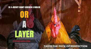 What's the Jersey Giant Chicken: Boiler or Layer?