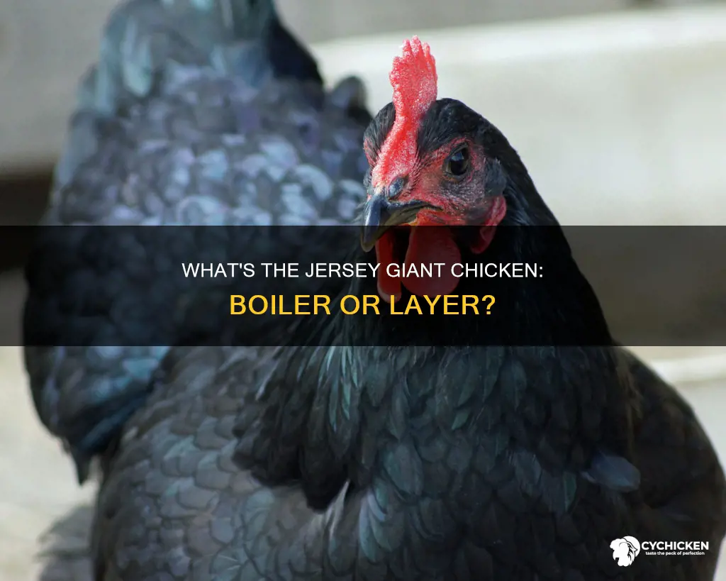 is a jersey giant chicken a boiler or a layer
