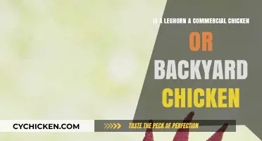Leghorn Chickens: Commercial or Backyard Birds?