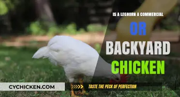 Leghorn Chickens: Ideal for Commercial Farming or Backyard Coops?