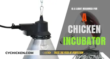Do Chicken Incubators Need Light? Essential Tips for Hatching Success