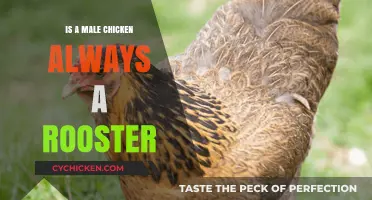 Are All Male Chickens Roosters? Unraveling Poultry Gender Myths