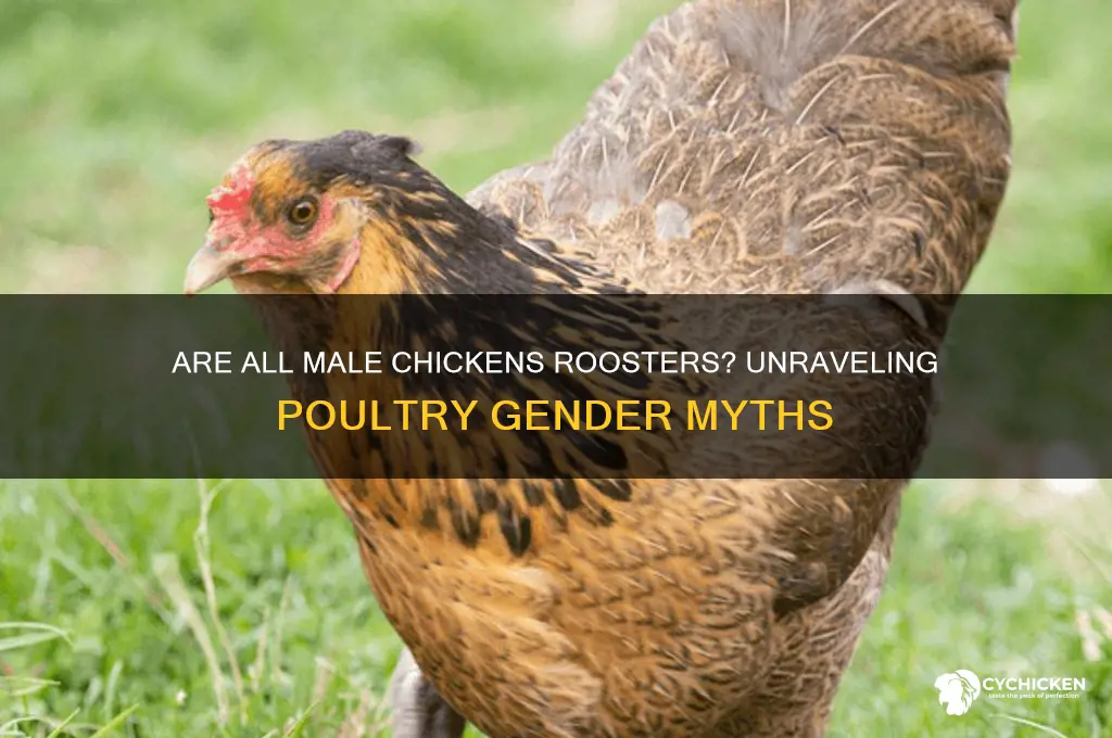 is a male chicken always a rooster