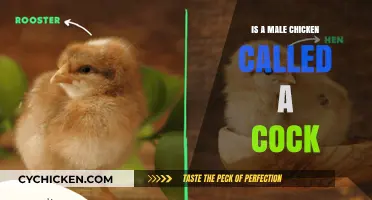 Is a Male Chicken Called a Cock? Unraveling Poultry Terminology