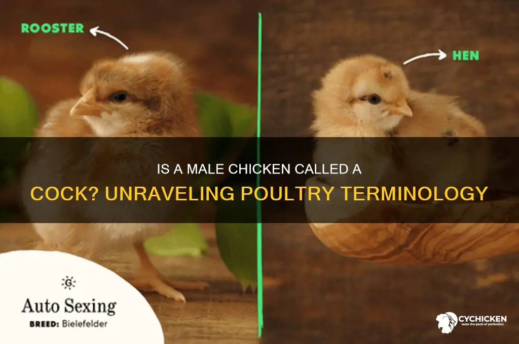is a male chicken called a cock