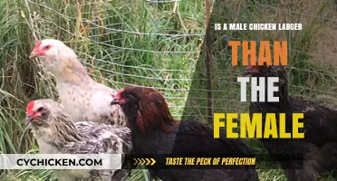 Are Male Chickens Bigger? Size Differences Between Roosters and Hens
