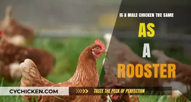 Roosters: Are Male Chickens and Roosters One and the Same?